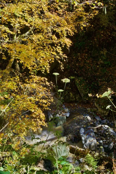 Bergbeekje op de zuidelijke helling van Rosa Peak. Sotsji Rusland — Stockfoto