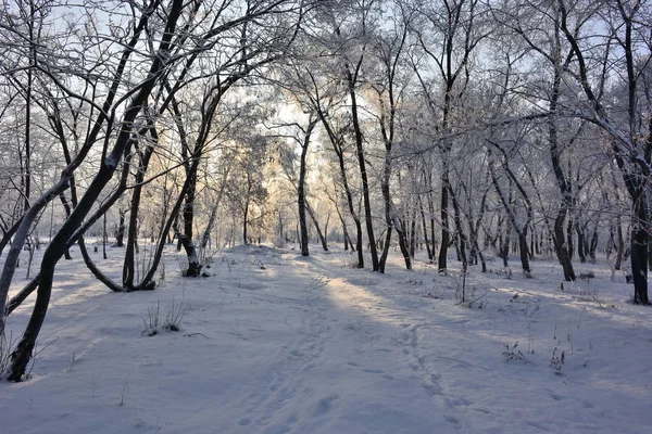 Syberyjski Zima w lesie, Omsk region — Zdjęcie stockowe