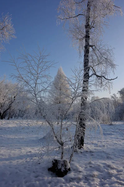 Winter sibirischen Wald, Region Omsk — Stockfoto