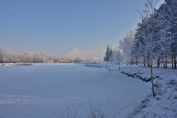 Winter Siberian forest, Omsk region — Stock Photo, Image