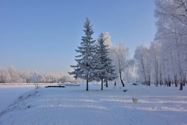 Inverno Floresta siberiana, região de Omsk — Fotografia de Stock