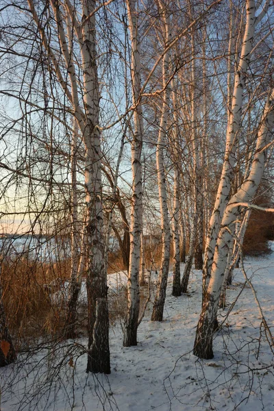 Invierno Bosque siberiano, región de Omsk —  Fotos de Stock