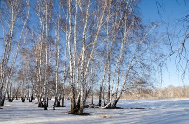 Sibirya ormanlarında ilkbahar başları