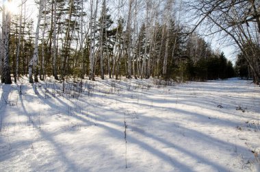 Sibirya ormanlarında ilkbahar başları