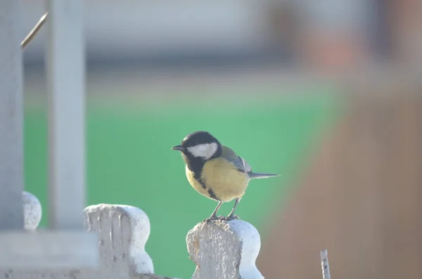 Bird Tit Omsk Região Sibéria Rússia — Fotografia de Stock