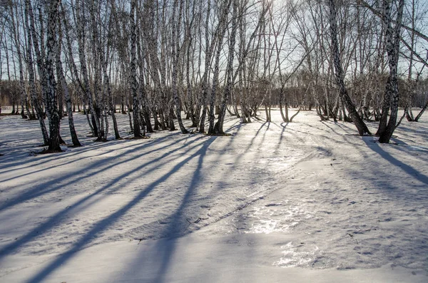시베리아 숲에서의 — 스톡 사진