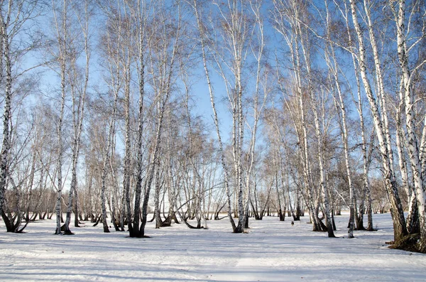 Ранняя Весна Сибирском Лесу — стоковое фото