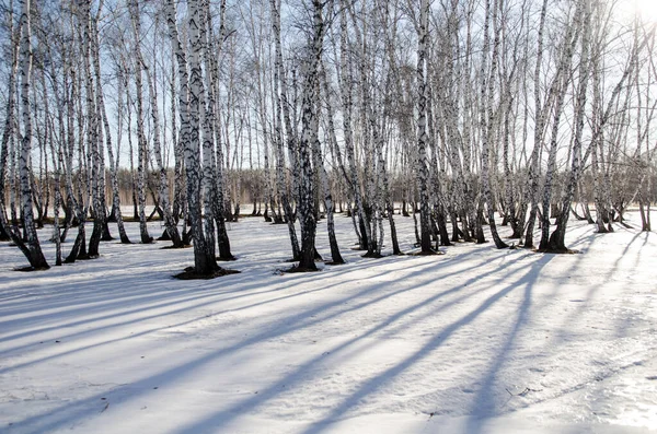 시베리아 숲에서의 — 스톡 사진