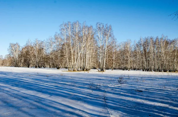 Vroege Lente Het Siberische Woud — Stockfoto