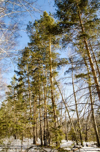 Wczesna Wiosna Lesie Syberyjskim — Zdjęcie stockowe