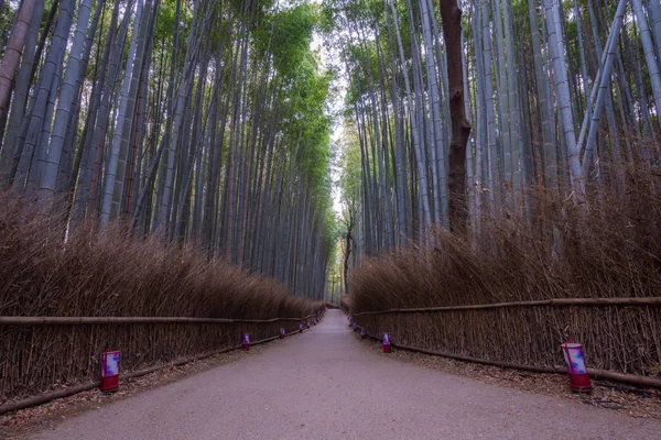 Kyoto Japan 2017 Arashiyama Bamboo Forest — Stock Photo, Image