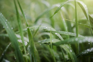 çimenlerin üzerinde çiylira turca