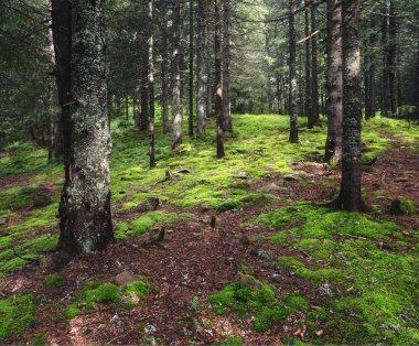 Çam ağaçları ve moss ile orman