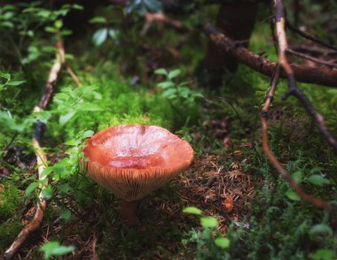 Sihirli ormanda mantar