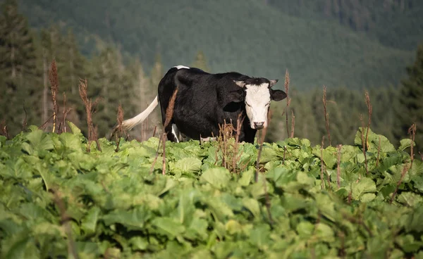 Vache sur la colline de montagne — Photo