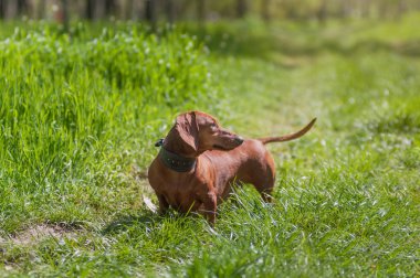 Hüner dachshund Lawn yeşil çim ile