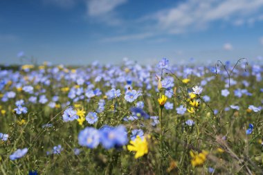 Mavi keten çiçek alan