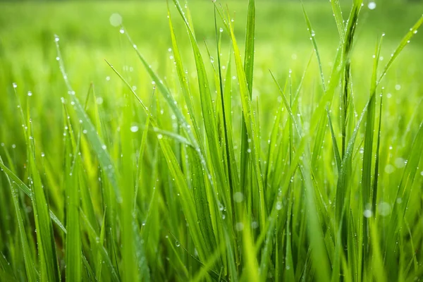 Макро фото зеленой травы — стоковое фото