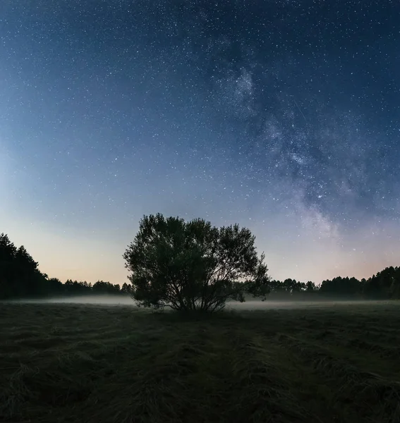 Árbol solitario en el campo bajo la Vía Láctea —  Fotos de Stock