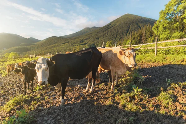 Groupe de vaches dans le village de montagne — Photo