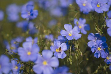 Arı mor bir çiçek yaz aylarında oturur.