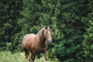 Kahverengi at çim çiğneme görüntüleyin. Arka plan, orman