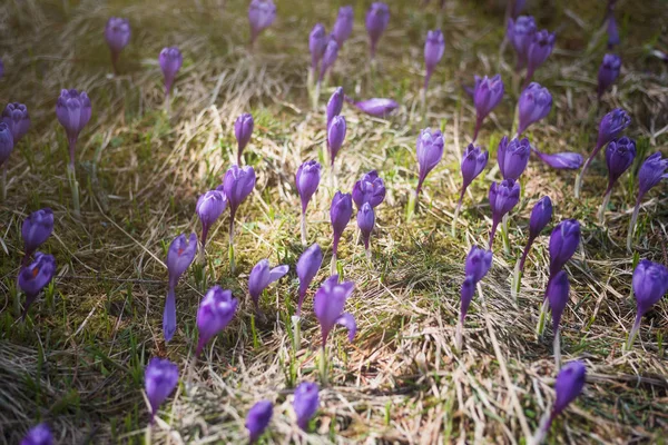 Krokusrasen im Sonnenlicht — Stockfoto