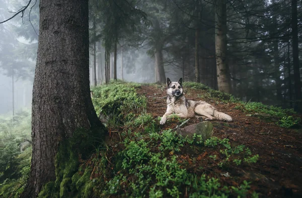 Perro descansa en el sendero en el bosque —  Fotos de Stock