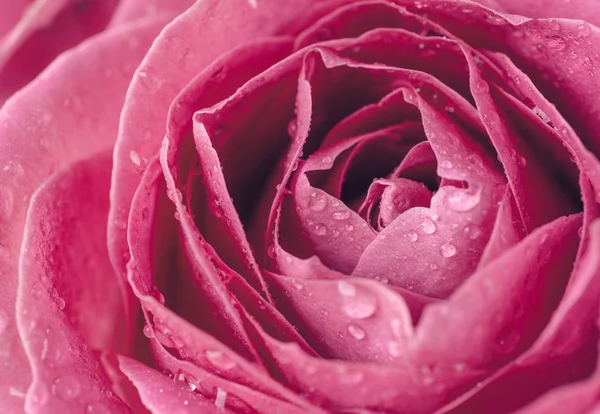 Macro photo d'une rose avec des gouttelettes d'eau — Photo