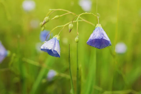 Macro foto de una campana-flor en primavera con bokeh suave —  Fotos de Stock