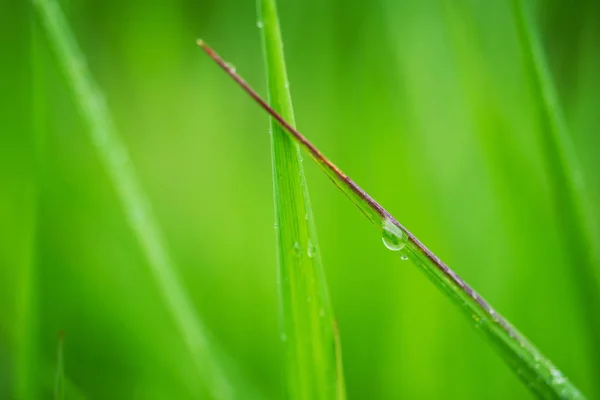 Macro photo of grass with rain drop — Stock Photo, Image