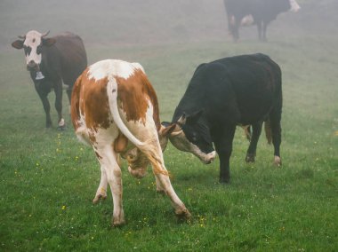 İki genç boğa oyun ve buck