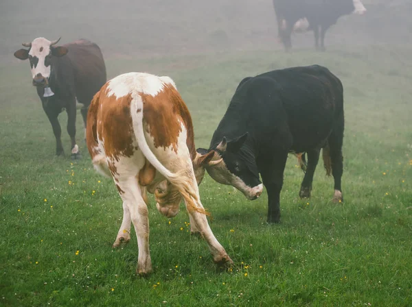 Deux jeunes taureaux jouent et buck — Photo