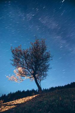 Star yollar üzerinde bir orman. Ağaç penceresinden ışık yaktı.