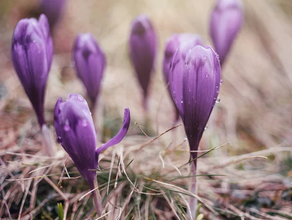Macro foto de flores de cocodrilo púrpura en primavera. Aspecto vintage —  Fotos de Stock
