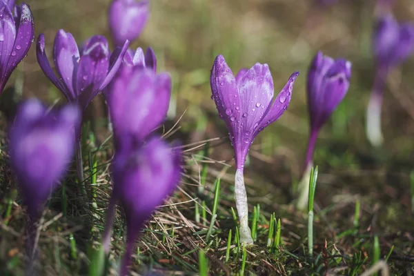 Flores de cocodrilo morado iluminadas por el sol en primavera . —  Fotos de Stock