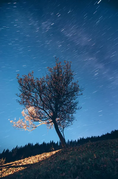 Senderos de estrellas sobre un bosque. Árbol iluminado con luz desde la ventana . —  Fotos de Stock