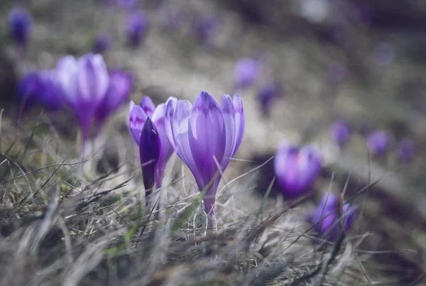 Vista al sol flores de cocodrilo púrpura en primavera —  Fotos de Stock