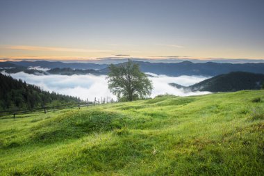 Bir ağaç bir dağ tepe üzerinde güneş doğarken görüntüleyin. Dağ çayır wi