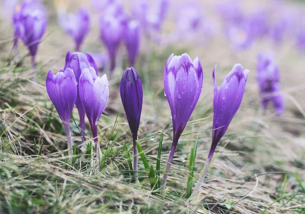 春の太陽に照らされた紫のクロッカスの花を見る — ストック写真