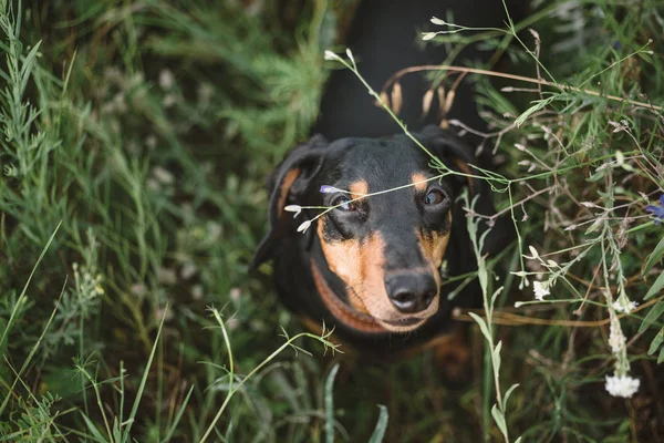 Curioso perro pequeño mira a la cámara esperando el comando . —  Fotos de Stock