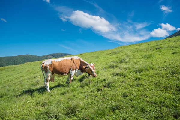 Vache dans un pâturage en montagne. Vallée éclairée par la lumière du soleil en été — Photo