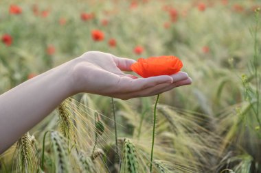 Kadın kırmızı gelincik yaz aylarında alanında elinde tutan. 