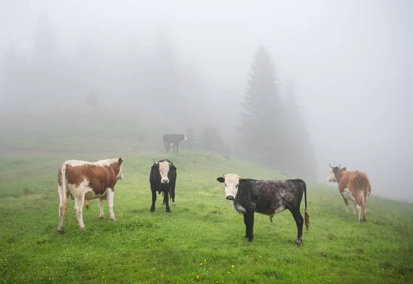 Groupe de vaches dans la forêt de montagne d'été avec des arbres dans la brume — Photo
