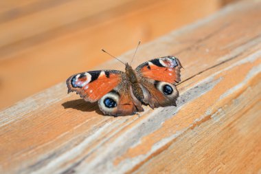Güzel kelebek kanatları açılmak