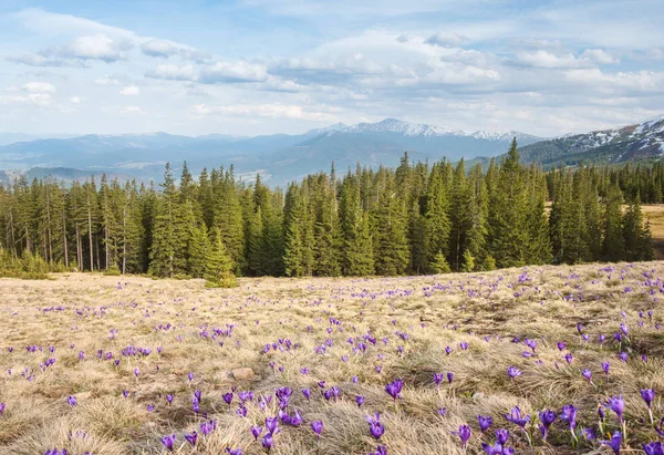 Campo de azafranes con montañas al fondo . — Foto de Stock