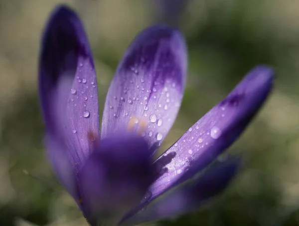 Vista al sol flor de cocodrilo púrpura en primavera. El rocío de la mañana sobre los pétalos de la flor. Super macro foto de una flor de azafrán —  Fotos de Stock