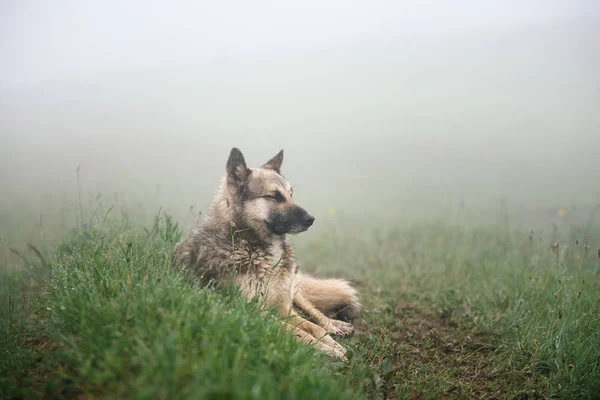 Собака лежить на зеленій траві в тумані — стокове фото