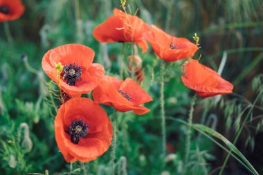 Kırmızı haşhaş buğday alanında. Makro fotoğraf yaz kırmızı çiçekler