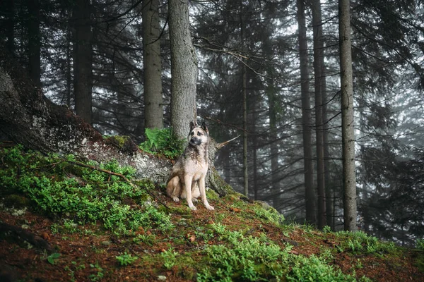 El perro se sienta en un bosque místico. Mirada vintage. Perro caminando al aire libre —  Fotos de Stock